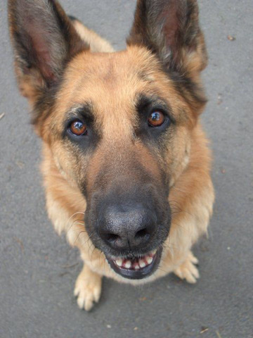 German Shepherd – Sadie Ryan