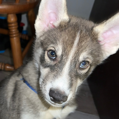 Alaskan Malamute – Ace
