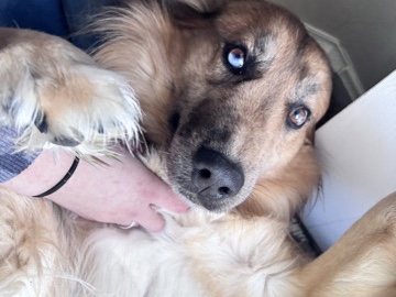 Shepsky – Rocky boy! – Chesapeake Beach