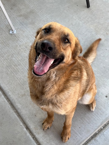 Old German Shepherd Dog – female german shepherd