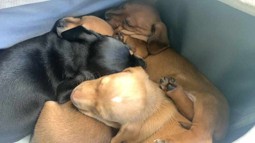 Dachshund – wiener babies!