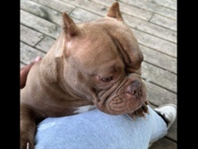 American Bully (Pocket) – Algonquin