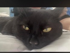 black kitty – Salford