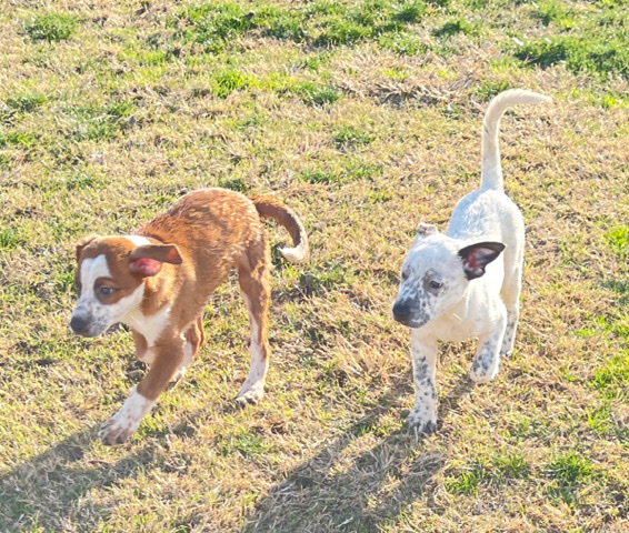 Australian Cattle Dog – puppy puppies