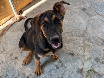 German Shepherd – 6 Monate alter Schäferhund-Mix – Moosinning