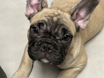 French Bulldog – puppy French bulldog – Miami Beach