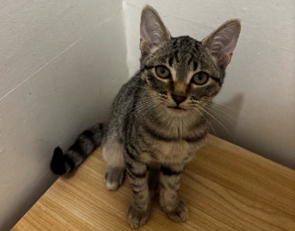 British Shorthair – mixed breed kittens available – Nelson