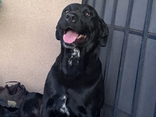 Labrador Retriever – Black labrador retriever girl – Fontana