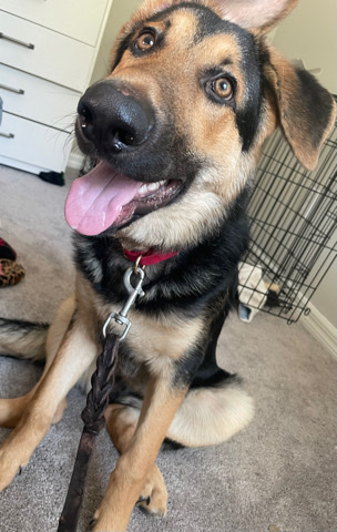 German Shepherd – German Shepard for sale