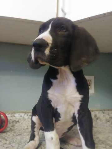 Great Dane – Great Dane puppy