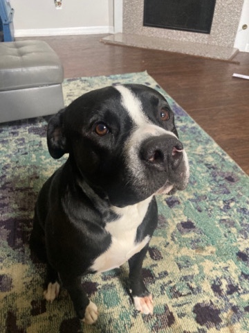 Boxer – bou