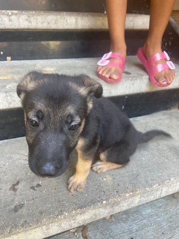 German Shepherd – German Shepard
