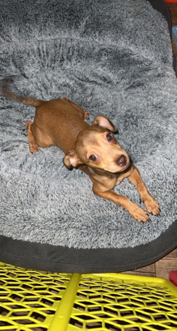 Chihuahua – Dog in need of home