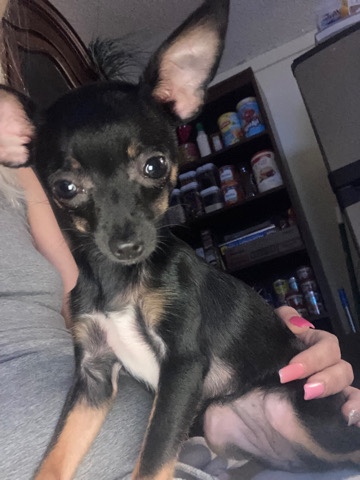 Chihuahua – Girl Minature Chuhuawa
