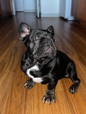 French Bulldog – Beautiful French Bulldog