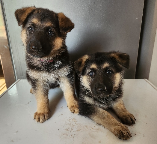 German Shepherd – German Shepard puppies