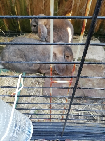 2 x 2 year old Lops