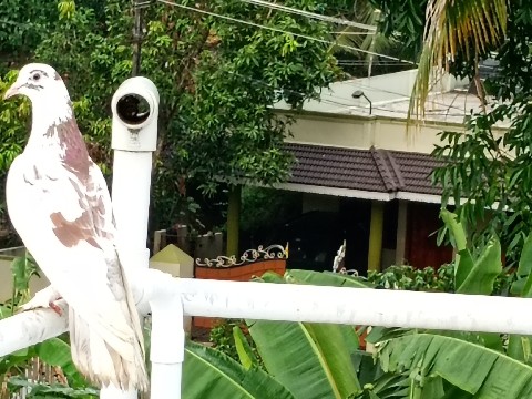 Dove – urgent sale – Keezhthonnakkal