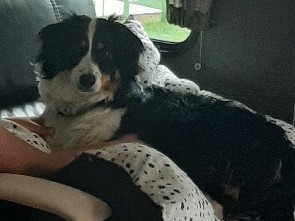 Australian Shepherd – Friendly 8-Month-Old Australian Shepherd – House Trained – Lebanon