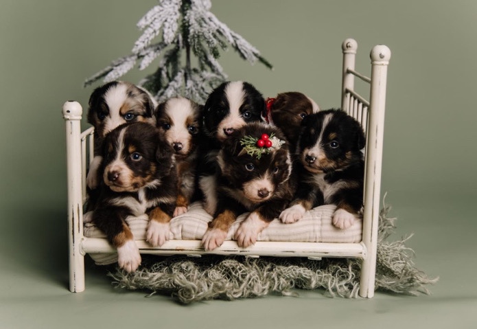 Australian Shepherd – pure Australian shepherds