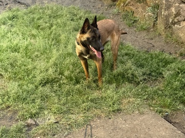 Belgian Shepherd Dog (Malinois) – belgian malonois shepherd – Oregon City