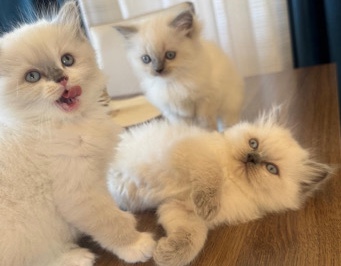Ragdoll – RAGDOLL Katter – Motala