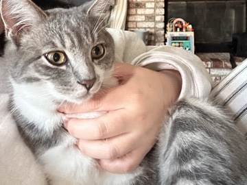 1 year old kitten – Richmond