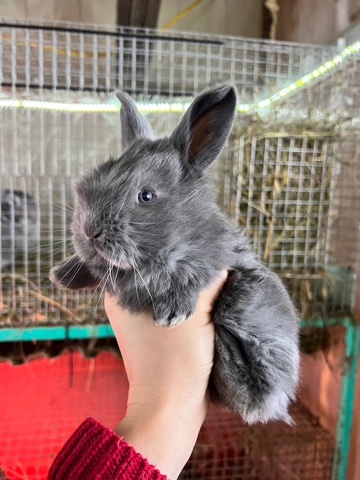 Blue and Black Flemish Giant bunnies full pedigree