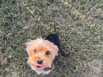Yorkshire Terrier – Yorkshire Terrier – Stonecrest