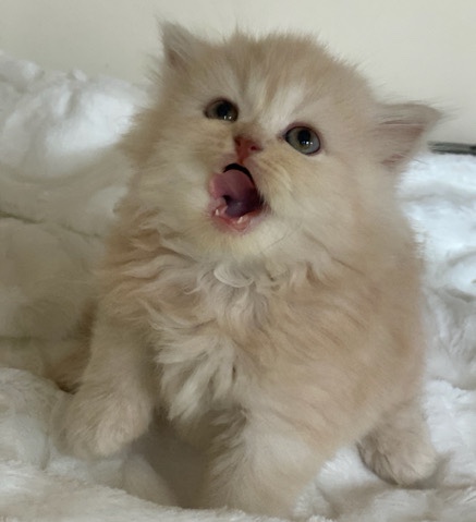 Persian (Modern) – Persian kittens