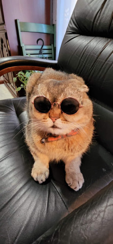Scottish Fold – Scottish fold cat