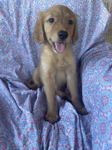 Golden Retriever – golden retriever puppy