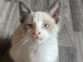 2 kittens – Brooks