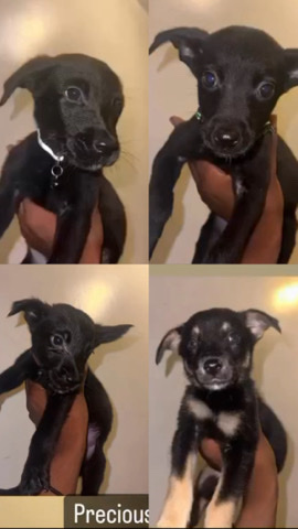 German Shepherd – 4 Puppies for Sale