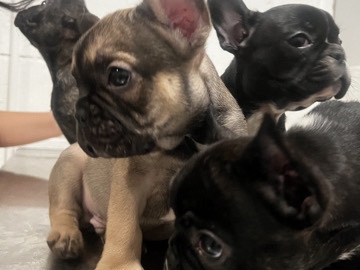 French Bulldog – French bulldog – South Houston