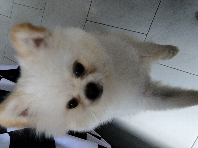 Pomeranian – Pomeranian up for adoption