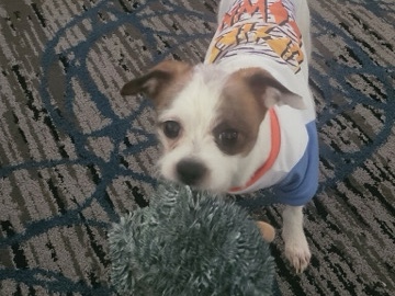 Shih Tzu – Dachshund/Shih Tzu – Minneapolis