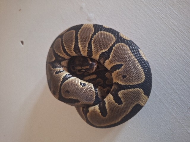 Leopard het poss pied ball python