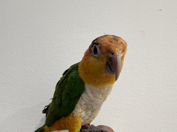 Caique – caiques, Eclectus and sun conures – Edison