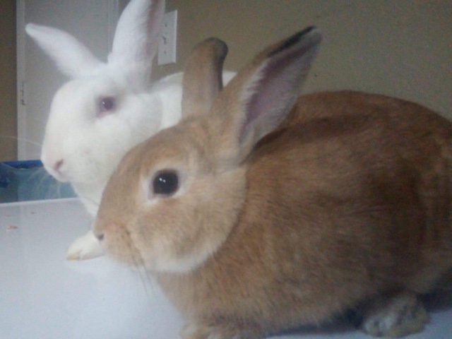 netherland dwarf and white zealand rabbit