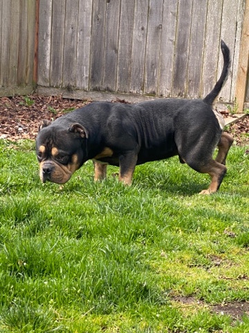Exotic Bully