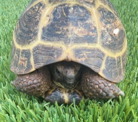 Russian Tortoise