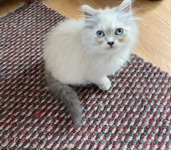 Persian (Modern) – Persian kittens