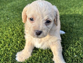 Maltipoo – Rehoming – San Jacinto