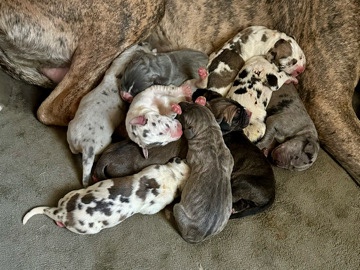 Great Dane Puppies