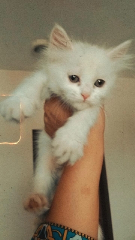 Persian (Traditional) – Persian doll face female kittens