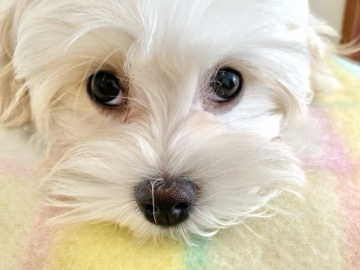 Maltese – puppy male -Last one