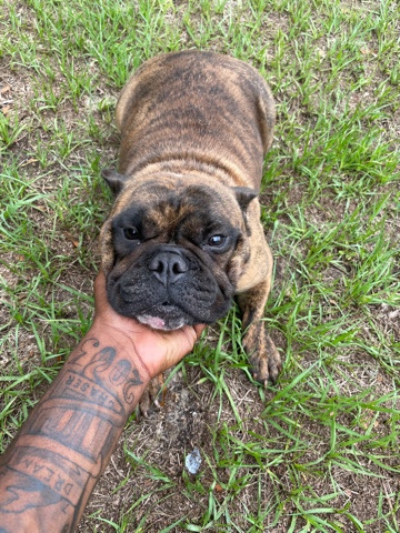 French Bulldog – frenchie bulldog