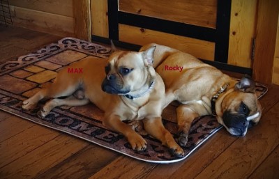 French Bull Dog/ Boxer (French Bulloxer) – Bend