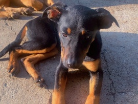 German Pinscher – pretty black & brown Roc cane corso and  Doberman Pinscher – Memphis